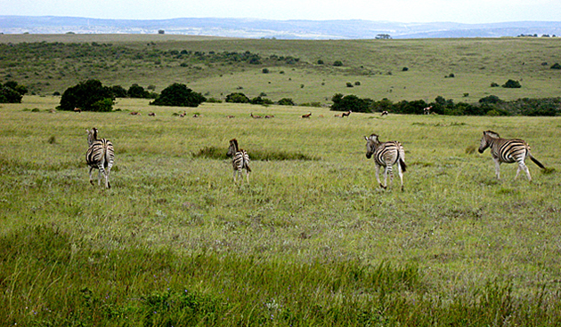 Rosedale Safaris &mdash; Photo slideshow